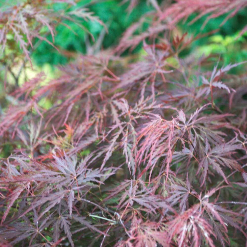 Érable du japon dissectum garnet, acer palmatum pot de 4l - 40/60 cm