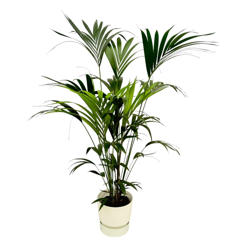 Kentia palm - plantes d'intérieur