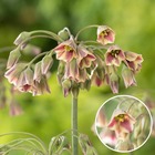 Allium nectaroscordum siculum - bulbes à fleurs x30 - ail d'ornement - rose - bulbes de fleurs néerlandais