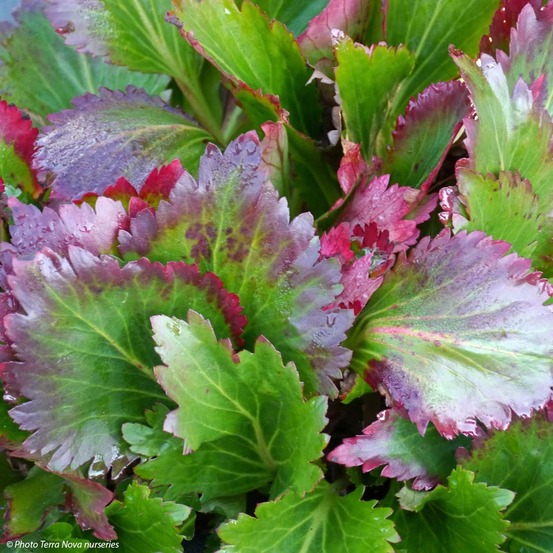 Mukgenia 'nova flame' godet de 8/9 cm