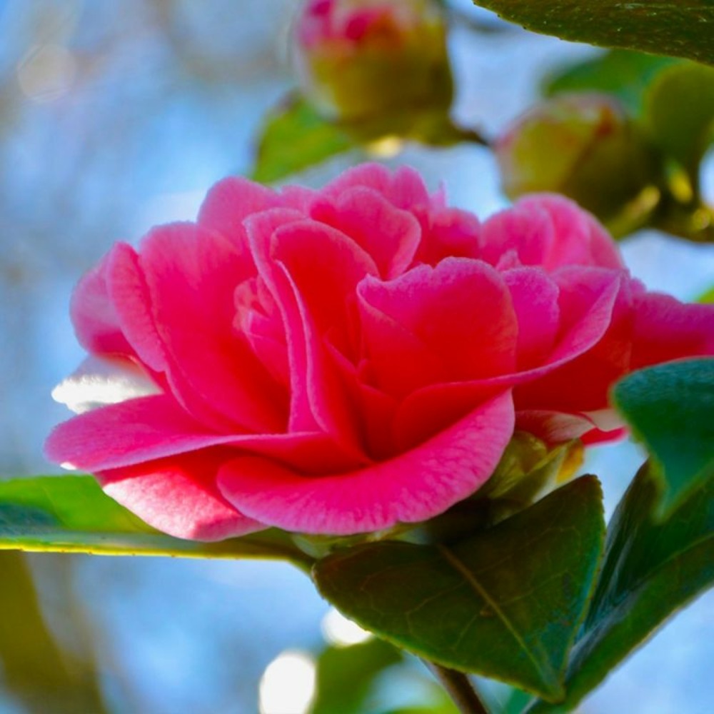Camélia 'debbie' (camellia x williamsii 'debbie')