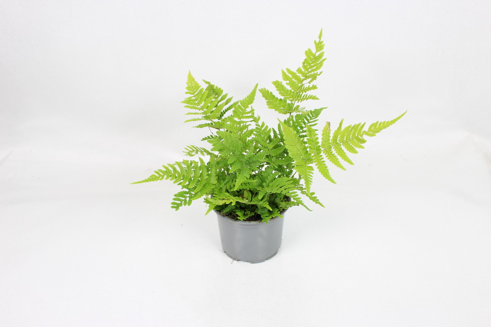 Fougere dryopteris erythrosora pot 10,5 cm