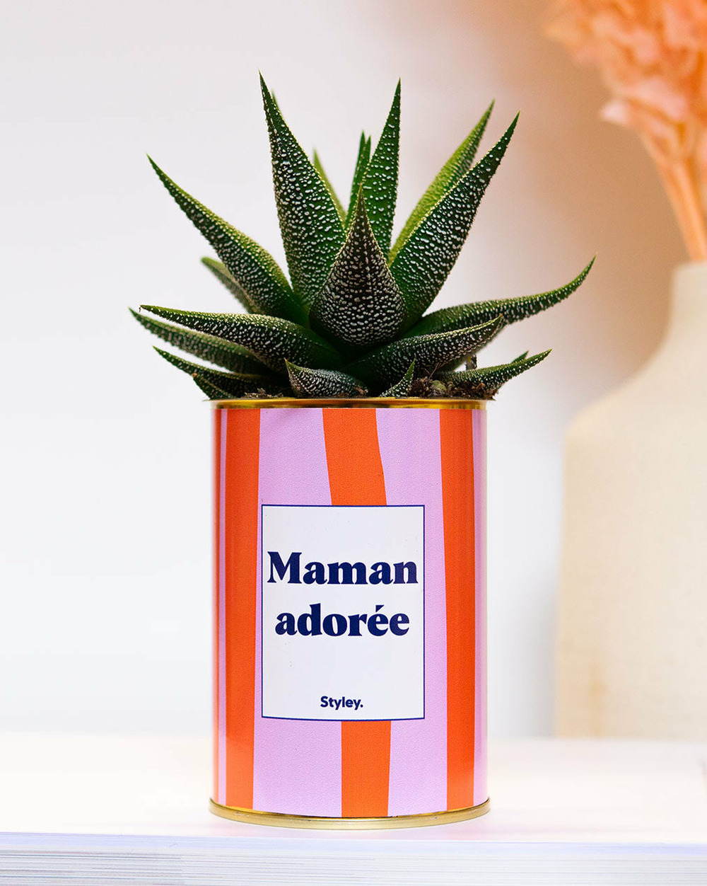 Plante à message - maman adorée - cactus