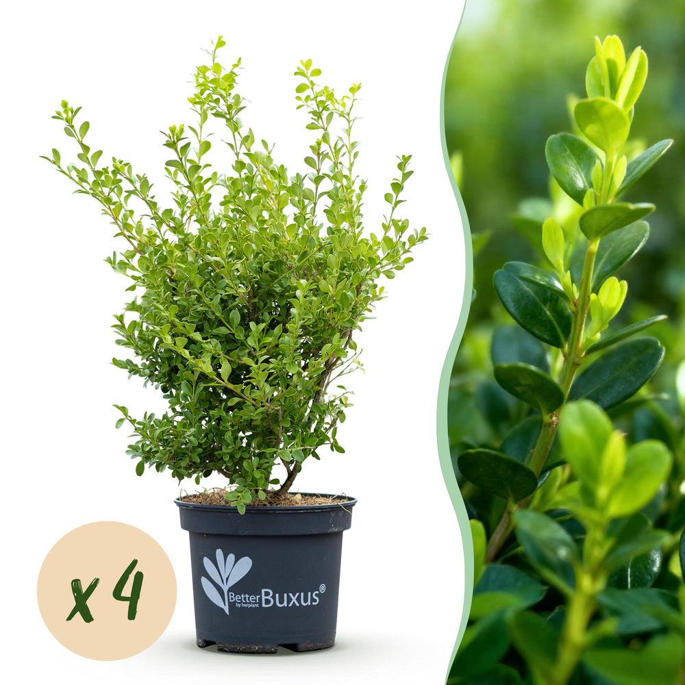 Buis babylon beauty - pot 19 cm