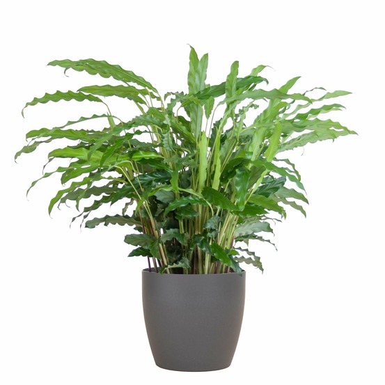 Calathea rufibarba et son pot gris - hauteur 55cm