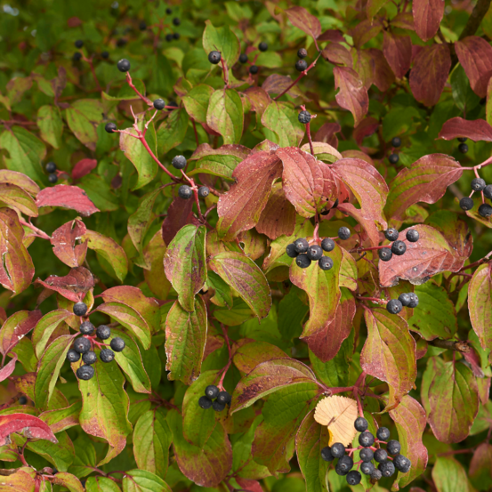 Cornouiller sanguin winter beauty - cornus sanguinea winter beauty 50/60 cm pot 3l