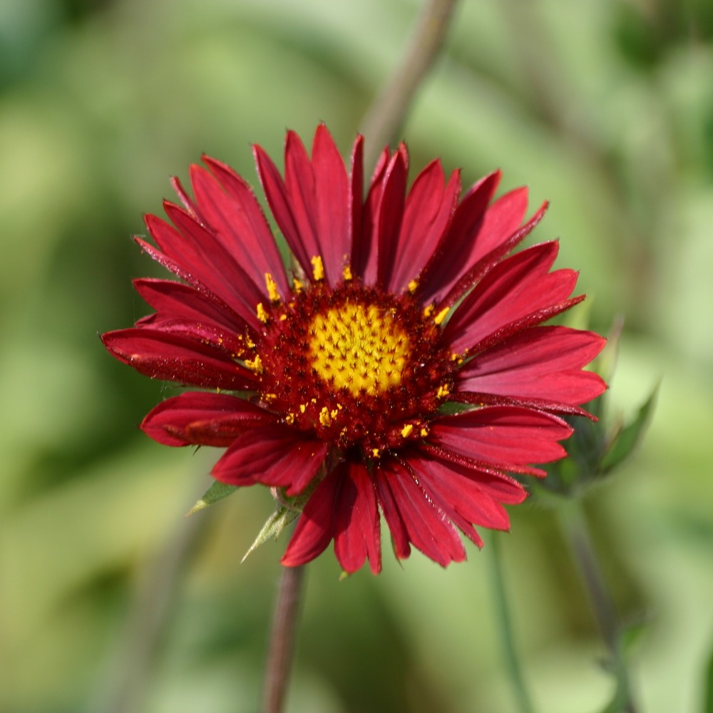 Gaillarde vivace 'bourgogne' pot de 2l/3l