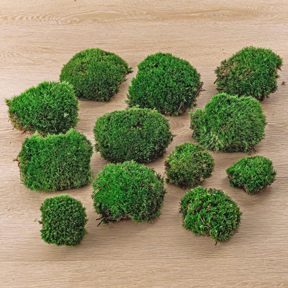 Mousse coussin vivante - mousse fraîche premium - 12 pièces (4 sachets)