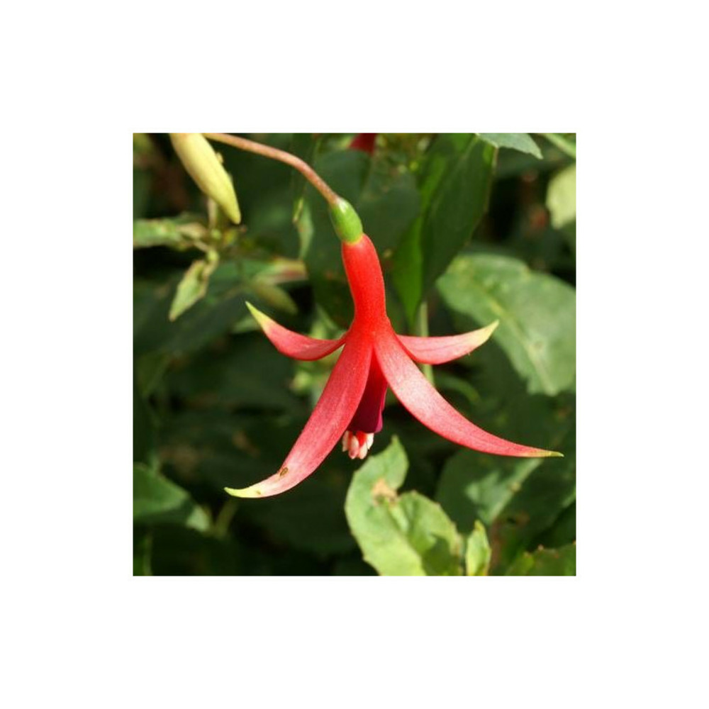 Fuchsia arbustif source du loiret godet - 5/20 cm