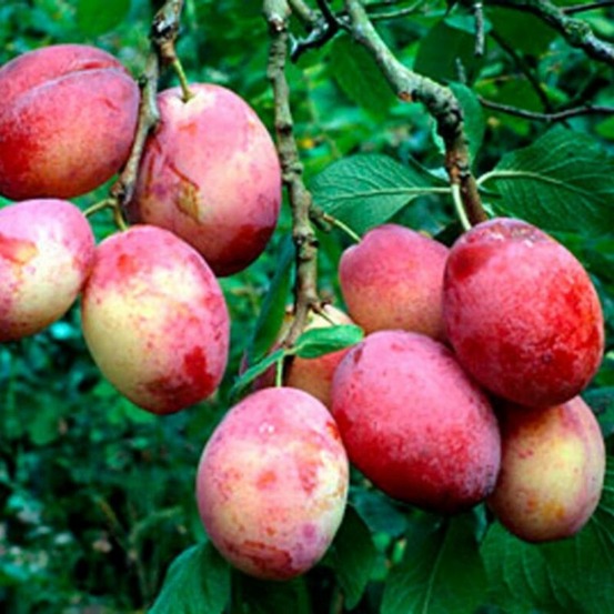 Prunier victoria 120cm pot 5l - prunus domestica
