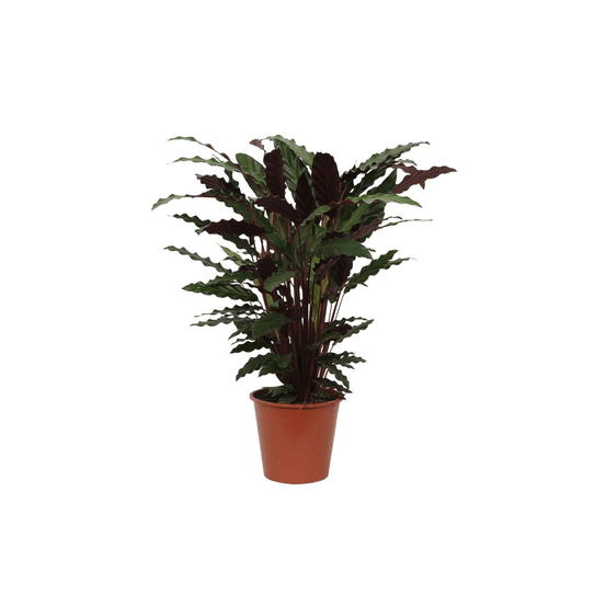 Calathea wavestar - plantes d'intérieur