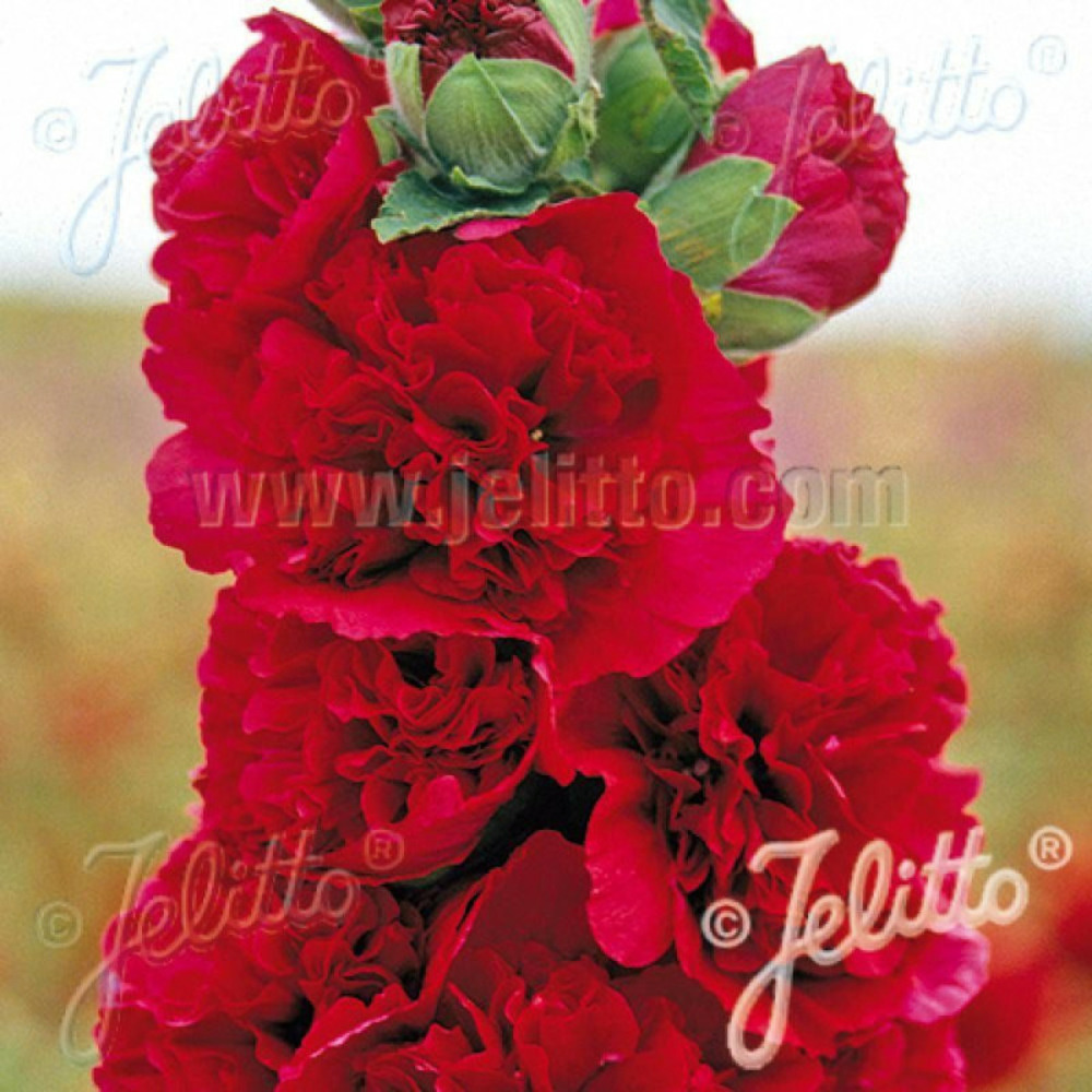 Rose trémière chater's double rouge godet - 5/20 cm