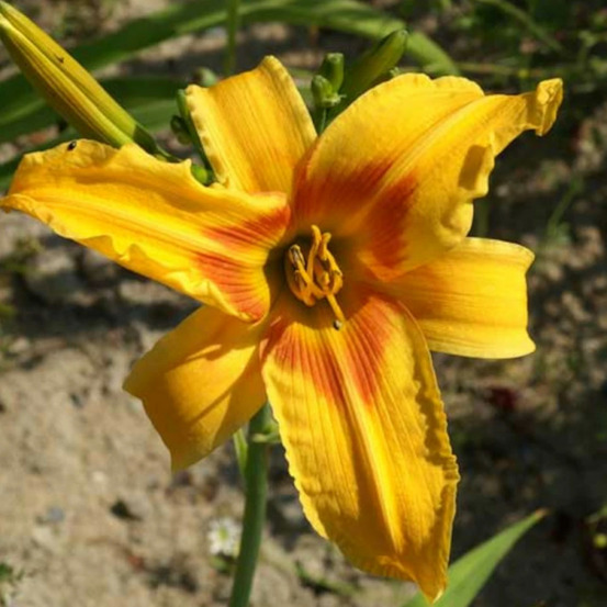 Hémérocalle nashville godet - 5/20 cm