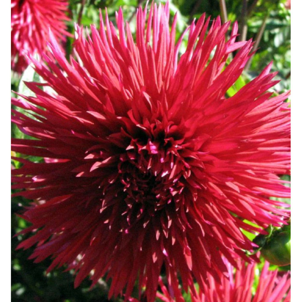 Bulbe de dahlia dentelle jax sachet de 1 bulbe