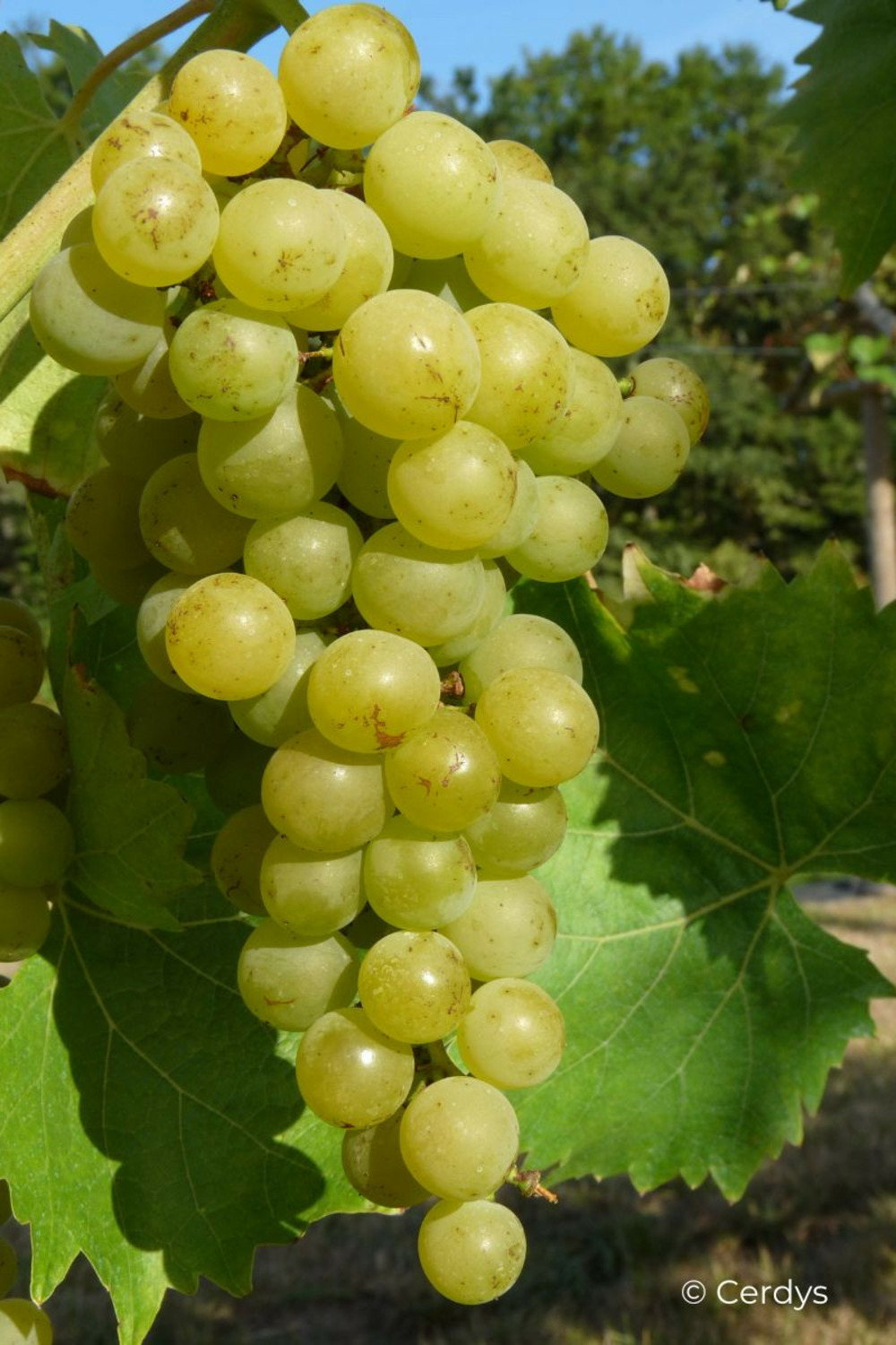 Vigne muscat blanc 'bristaler muscat' - en pot de 1,5 litres