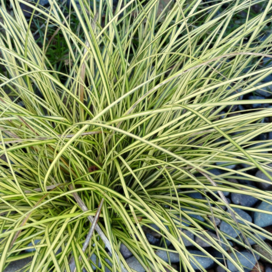 Laîche brune jenneke' - carex brunnea jenneke' 22cm pot 2l