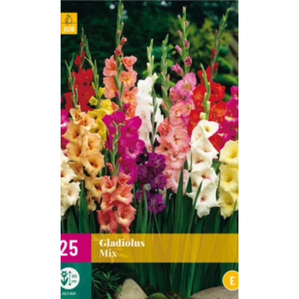 Mix de 25 bulbes de glaïeul multicolore