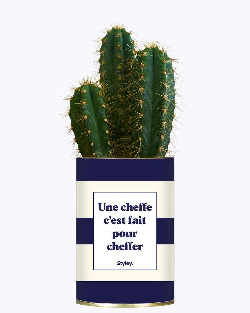 Plante à message - une cheffe c'est fait pour cheffer - cactus