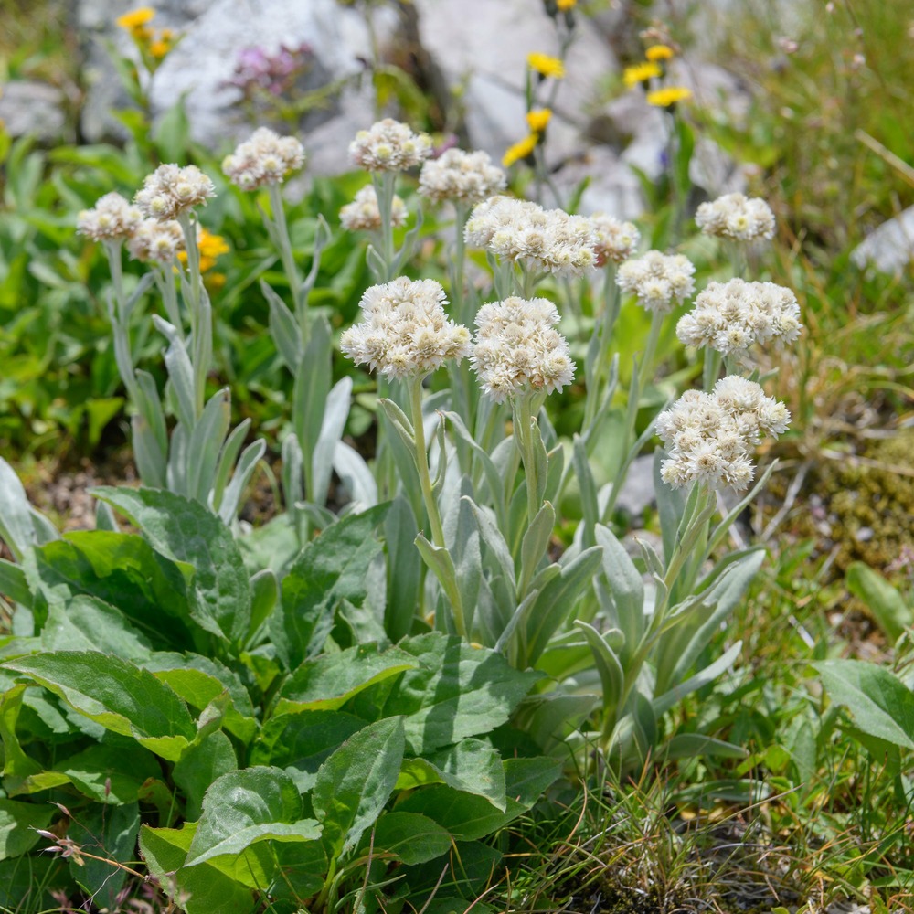 Bouton d'argent des alpes - le pot / ø 9cm