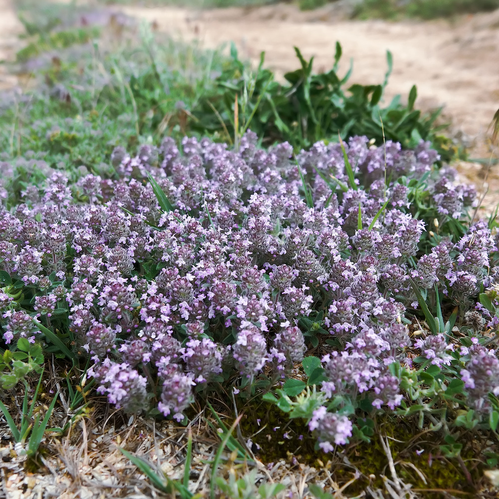Lot de 3 - thymus serpyllum - serpolet - serpolet - hauteur 10-20 cm - pot 9x9 cm