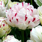 7 tulipes double dance line - 12 - willemse, le sachet de 7 bulbes / circonférence 12cm+