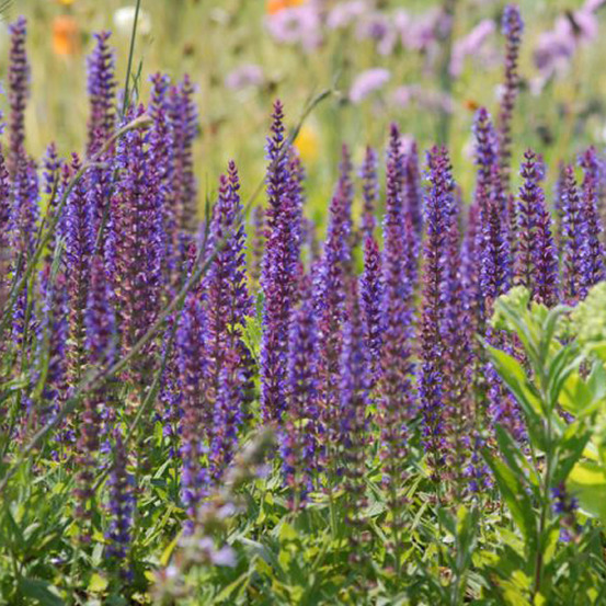 6 x sauge nemorosa 'ostfriesland' - salvia nemorosa 'ostfriesland' - godet 9cm x 9cm