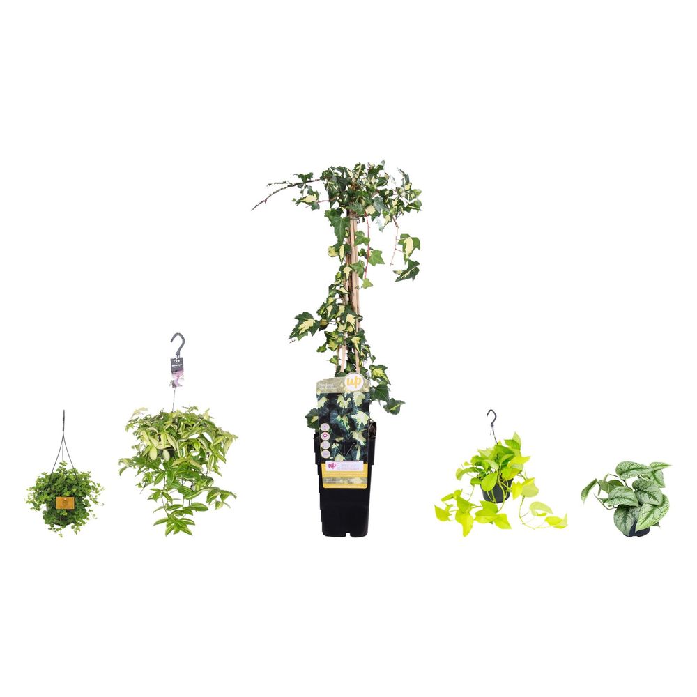 Cascade dorée - or, crème et argent — lot de 5 plantes