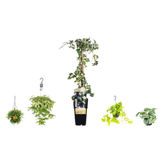 Cascade dorée - or, crème et argent — lot de 5 plantes