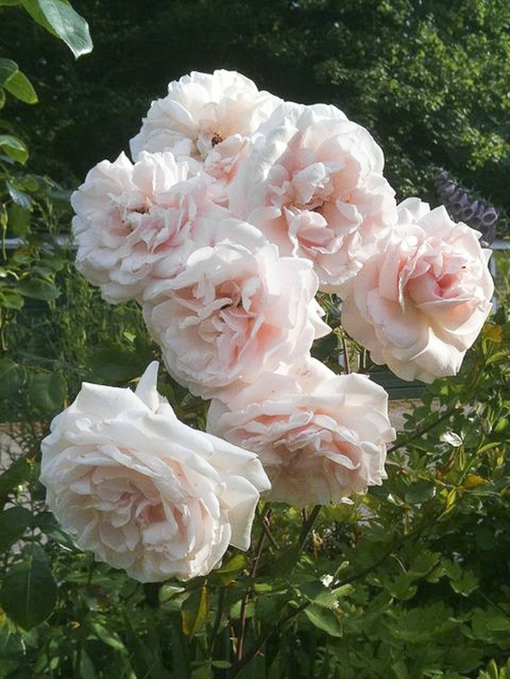 Rosier 'penny lane' pot de 4l/5l