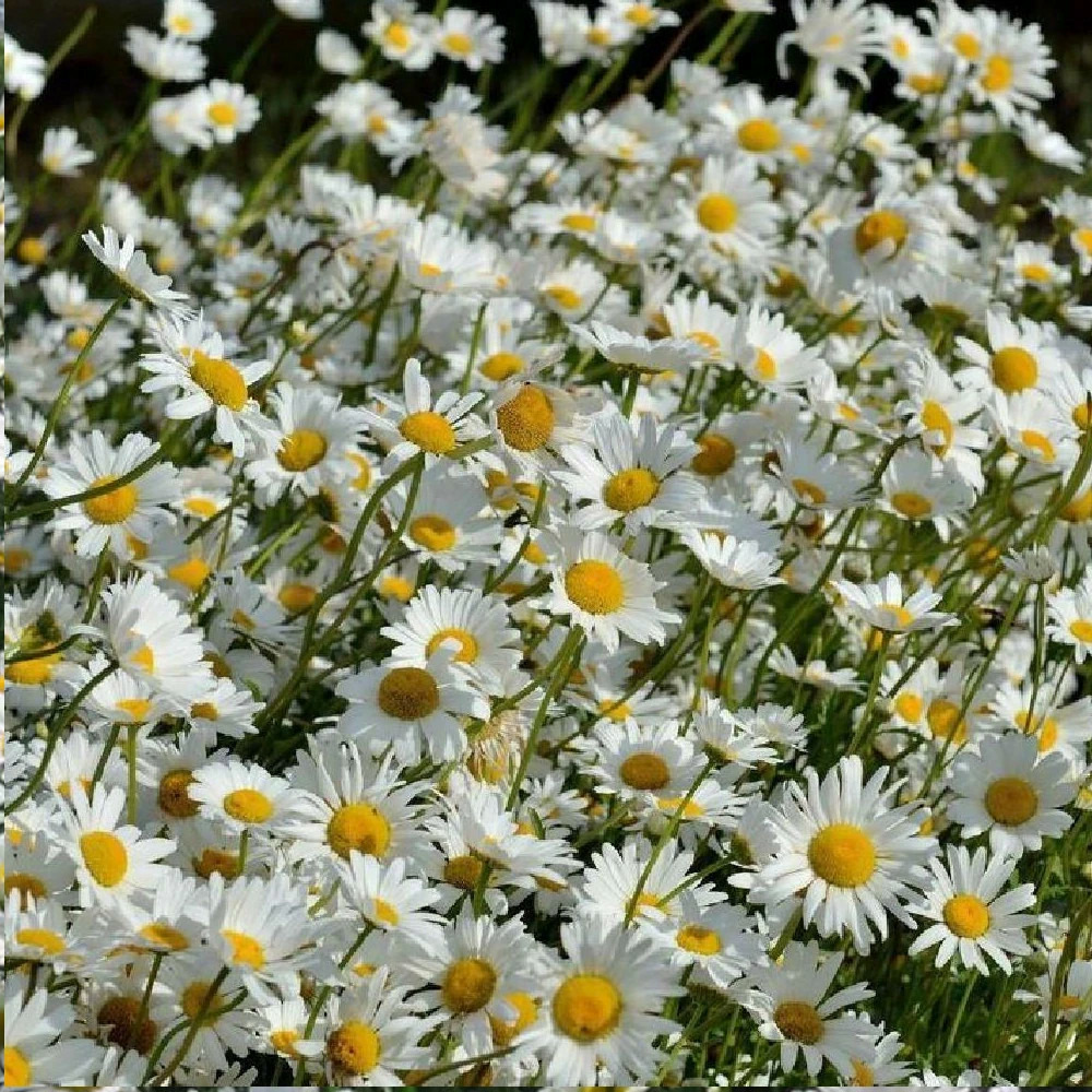 Marguerite d'été maikönigin godet - 5/20 cm