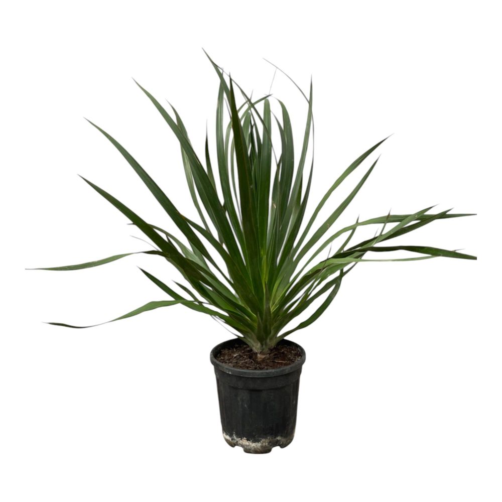 Dracaena draco 100cm - plante d'intérieur