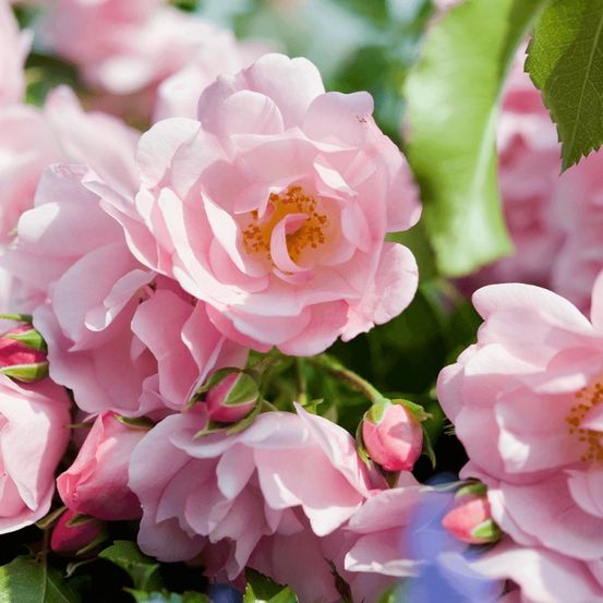 Rosier paysager decorosier® mareva® 'noamel' pot de 5l - 40/60 cm