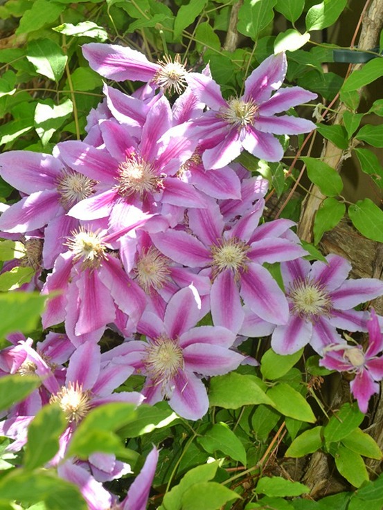 Clématite 'dr. Ruppel' pot de 2l/3l