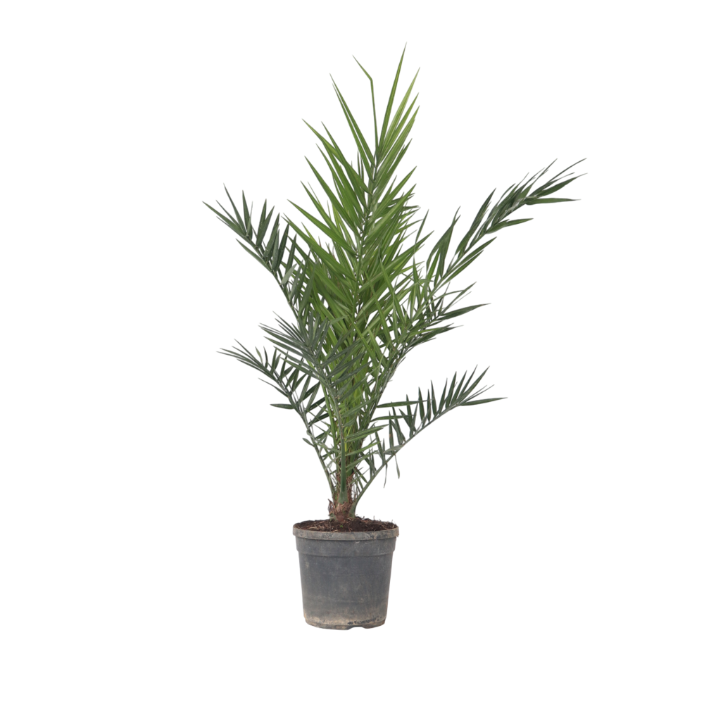 Palmier dattier nain - phoenix canariensis - hauteur 80-100cm - ⌀19cm