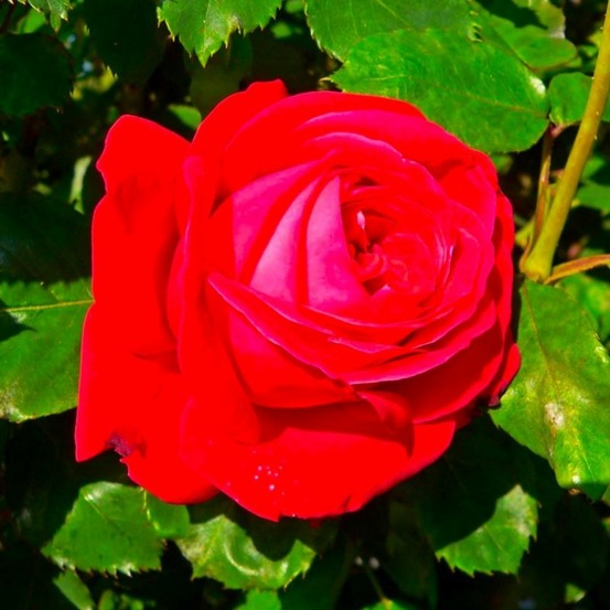 Rosier 'dame de coeur'