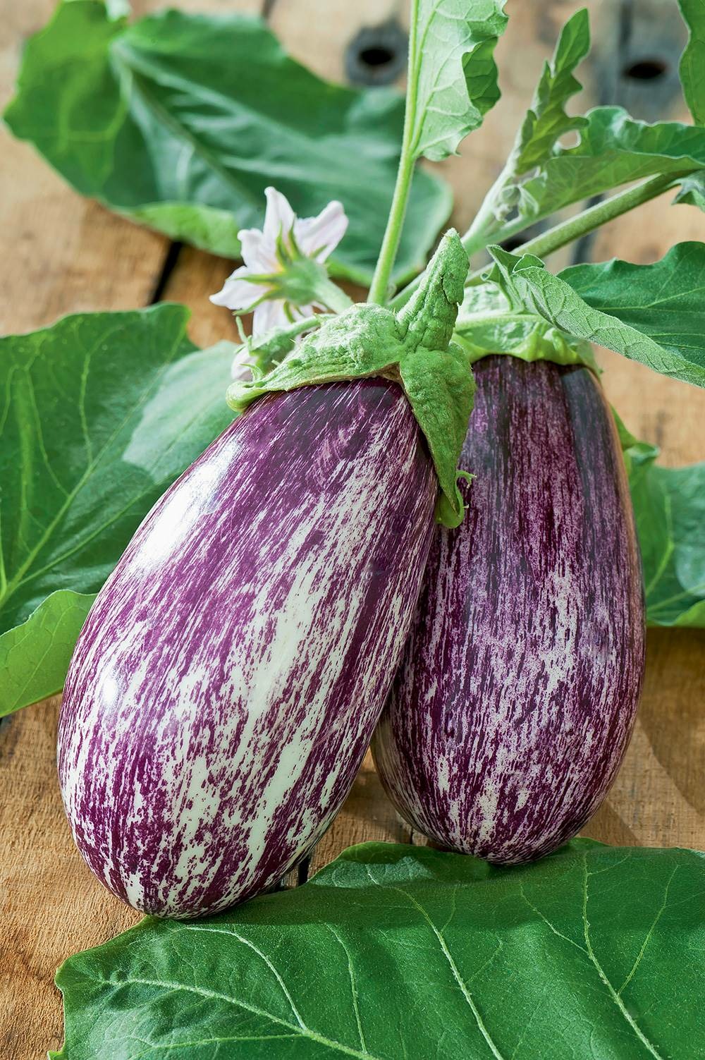 Aubergine riado hf1 - 10 graines
