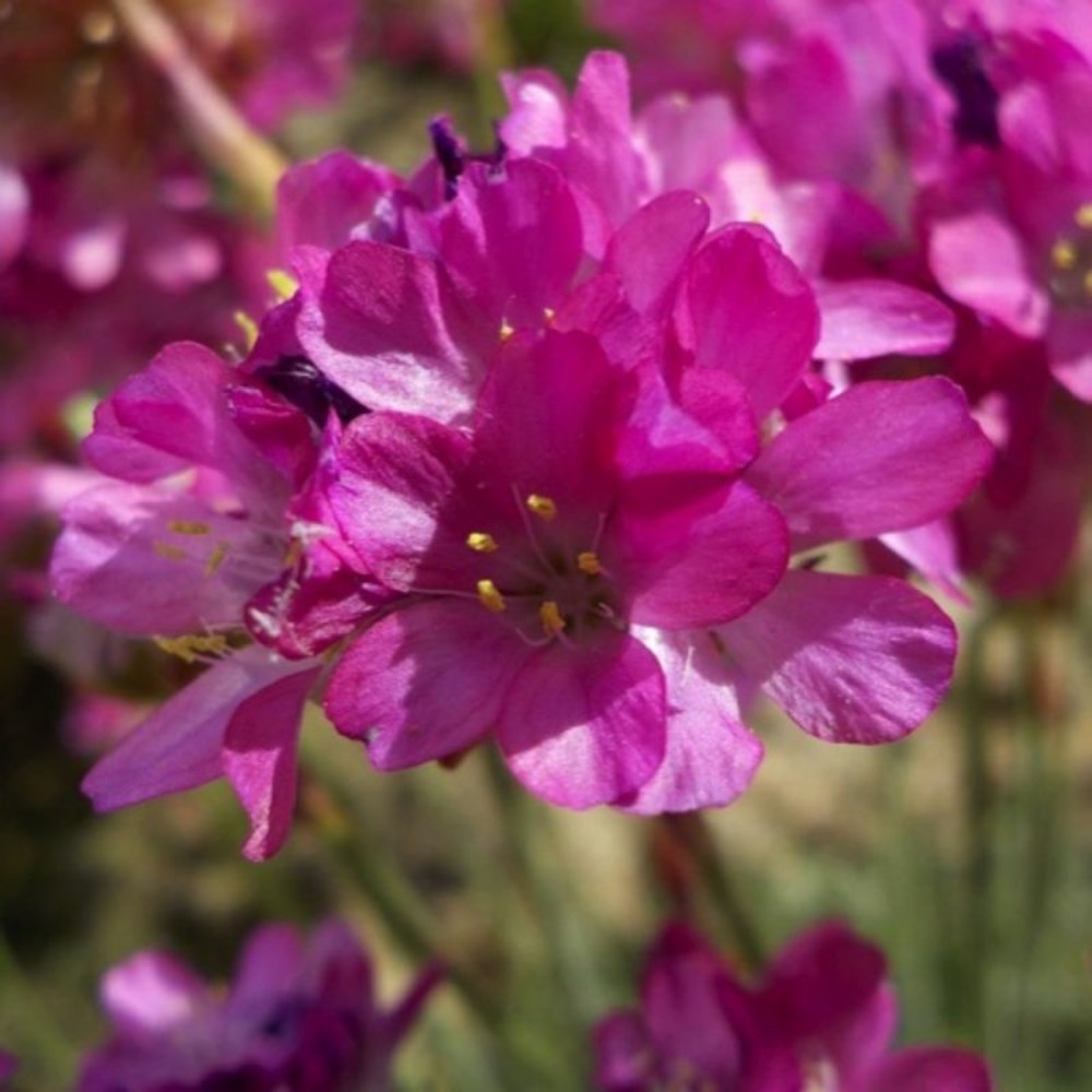 3 gazons d'espagne (armeria maritima)