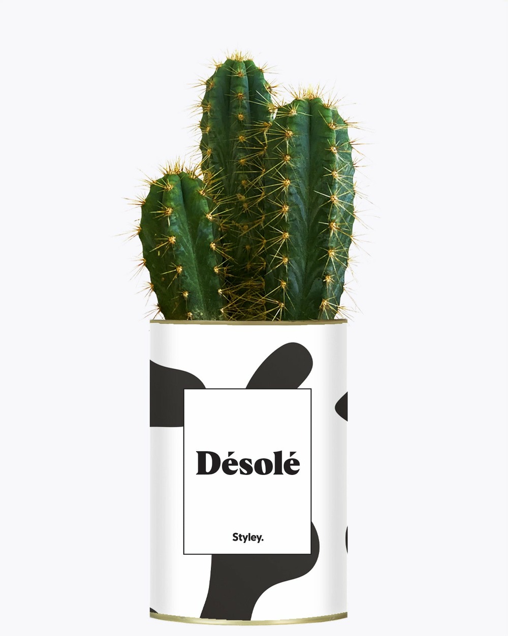 Idée cadeau - désolé - cactus