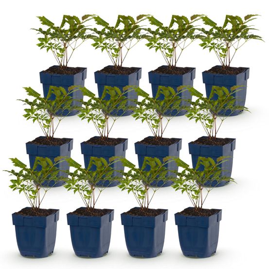 Astilbe 'fanal' - lot de 12 - pot 11 cm - hauteur 25 cm - plante d'extérieur