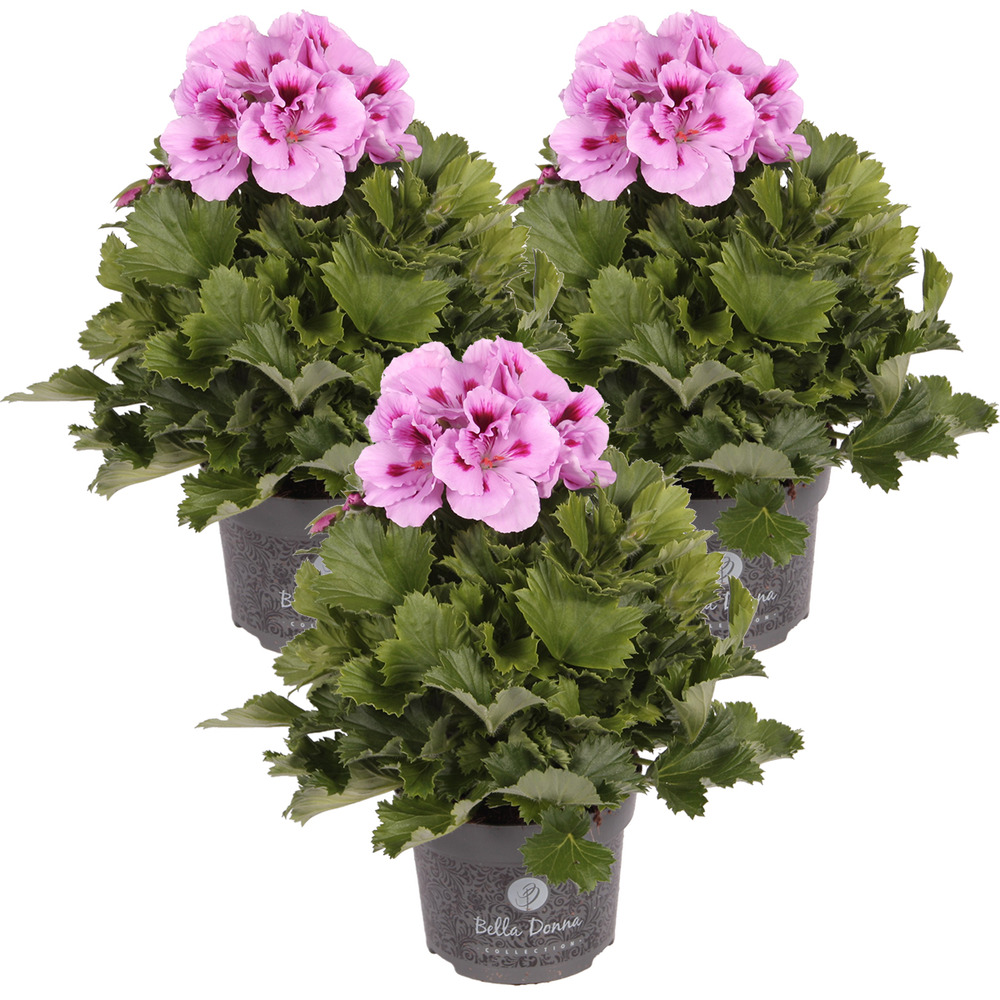 Géranium Français Pélargonium Rose En 3 Pièces - Plante D'extérieur Et ...