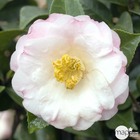 Camellia japonica 'dr tinsley ': 7.5 litres (blanc rosé et clair)