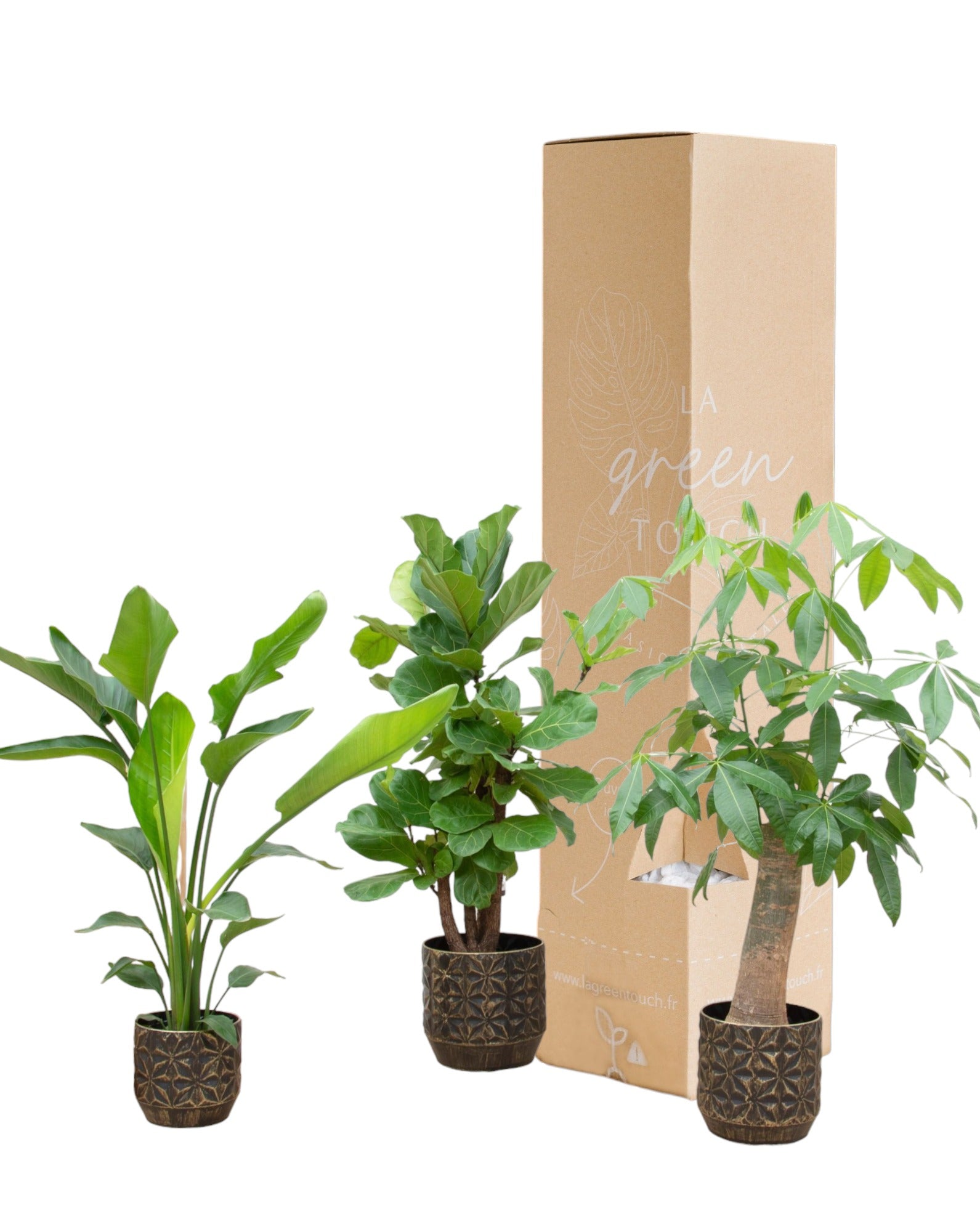Plante d'intérieur - strelitzia nicolai, pachira aquatica, ficus lyrata - lot de 3 plantes - coffret cadeau 110cm