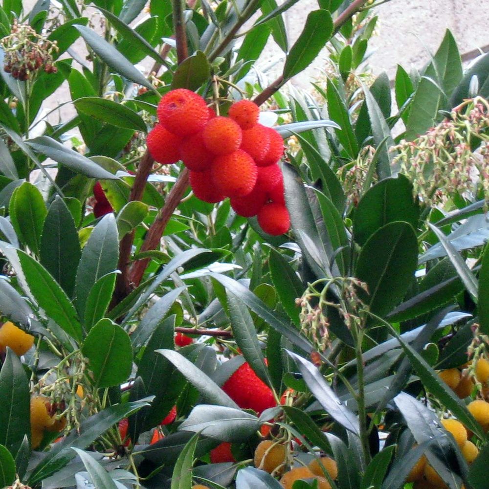 Arbousier, arbre à fraises pot de 18l/20l