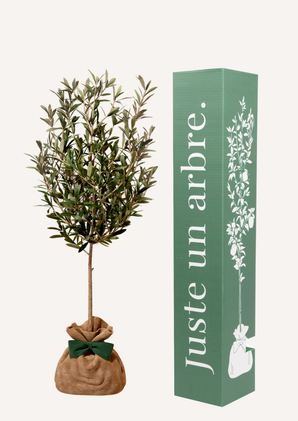 Olivier | idée cadeau : naissance, mariage, anniversaire - à planter en intérieur ou extérieur.