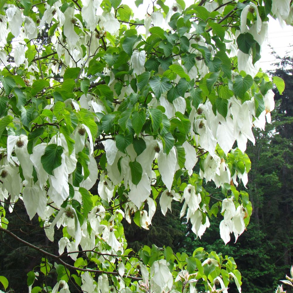 Arbre aux mouchoirs 'vilmoriana' pot de 18l/20l