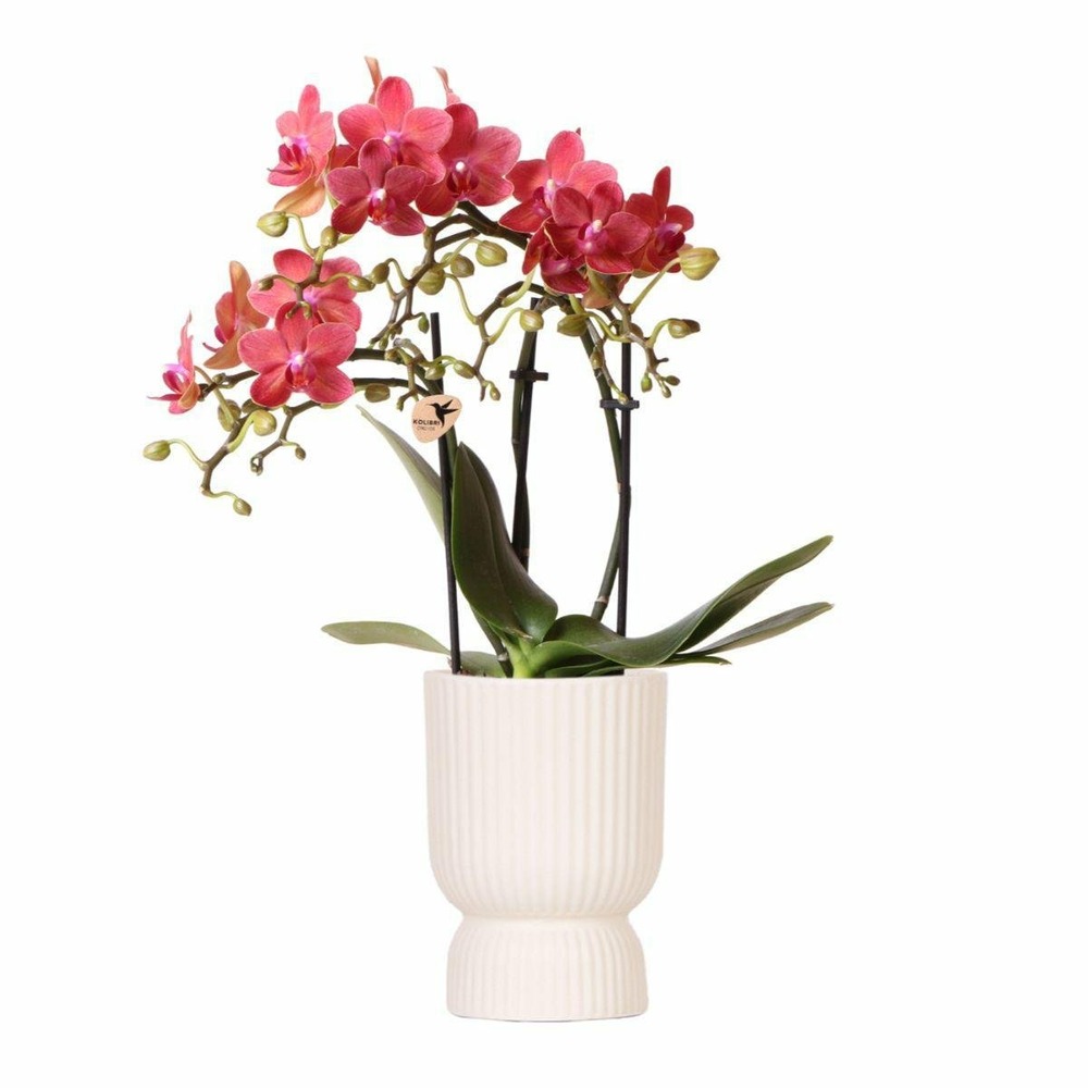 Orchidée phalaenopsis congo rouge et son pot diabolo - hauteur 35cm