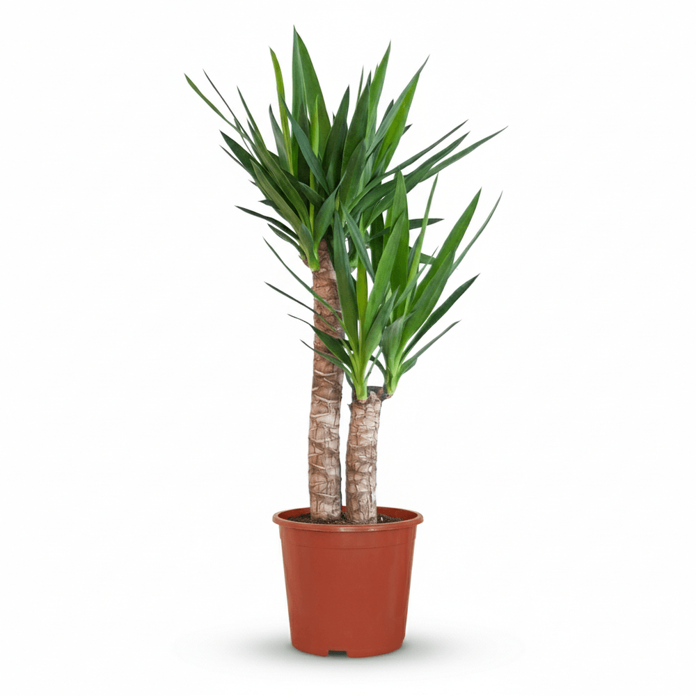 Yucca elephantipes - pot de 21cm - hauteur 80 - 90cm