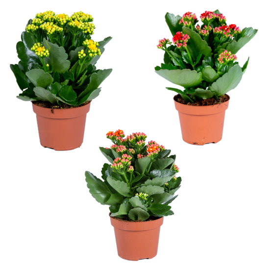 Kalanchoe - lot mixte de 3-plante d'extérieur et intérieur en pot de culture ⌀12 cm-↕25-30 cm