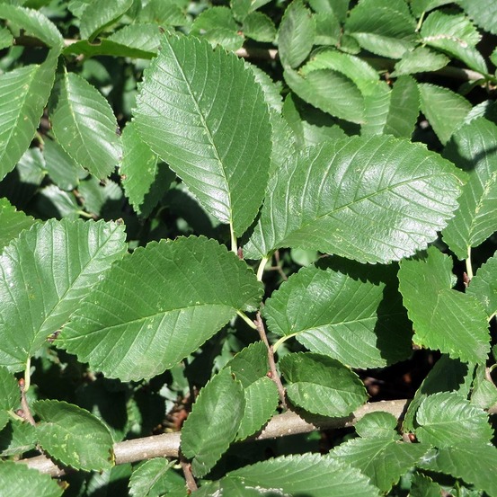 Ulmus minor - orme champêtre pot de 7,5l/10l