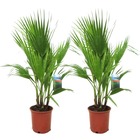 Washingtonia robusta - palmier - set de 2 - pot 21cm - hauteur 70-90cm
